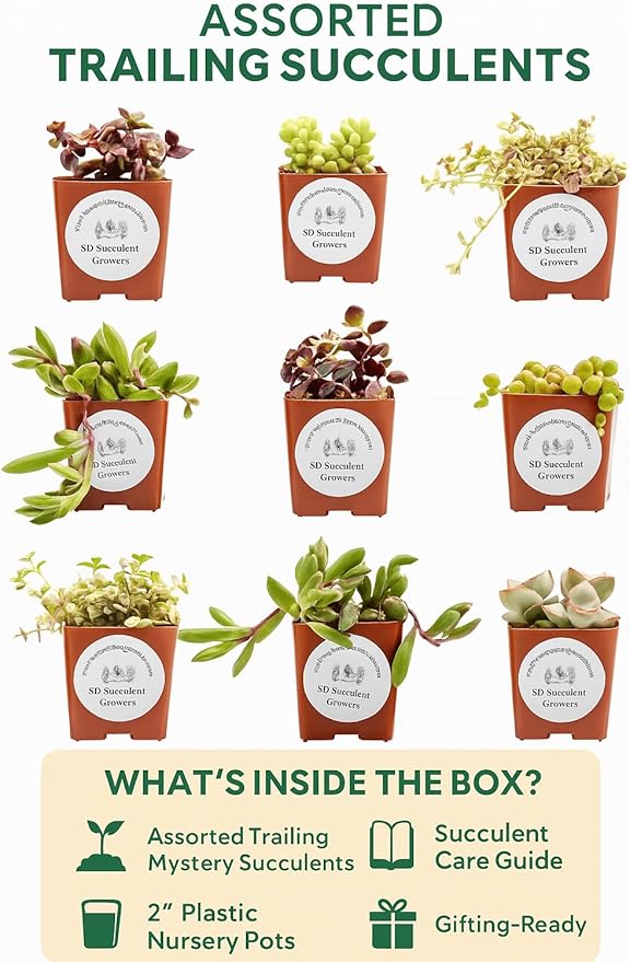 Live Trailing Mystery Succulent (9‑Pack) | Well‑Rooted 2″ Pots | Hanging Basket Starters | DIY Decor & Gift‑Ready