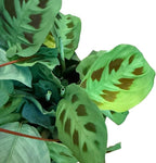 Live Plant, Green Maranta Prayer Plant, Pet-Friendly, Air Purifying, Gorgeous Live Indoor Plant, Easy to Care and Rare Variety 6 inch Pot