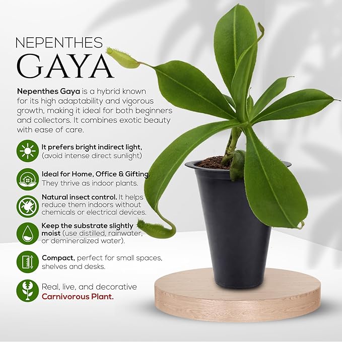 Pitcher Plant Collection (4 Pack) Rare Nephentes Live Carnivorous Plants- Gaya, Miranda, Lady Luck & Alata- Insect Eating Indoor Plants, Exotic Live Pitcher Plants