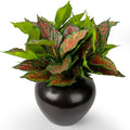 4Pcs 17.7inch Artificial Halcyon Hosta Perennial Plants Faux Red Dieffenbachia Plant Greenery Aesthetic House Plants Outdoor Shrubs Indoor Office Yard UV Resistant Planter Filler（Red）