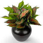 4Pcs 17.7inch Artificial Halcyon Hosta Perennial Plants Faux Red Dieffenbachia Plant Greenery Aesthetic House Plants Outdoor Shrubs Indoor Office Yard UV Resistant Planter Filler（Red）