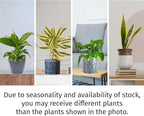 Air Purifying Live Plants for Indoor | Different Houseplants in Multiple Sizes | Real House Plant for Living Room, Office, Desk & Bathroom