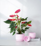 Ton Sin Pink Flower Pots,Ceramic Planter Pot for Indoor Plants,Set of 3 Flower Pot with Drainage Holes and Tray,Cute House Plant Pot for Succulent, Orchid, Cactus(Matte Pink)