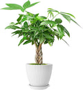 Live Plants Money Tree in 4" White Plastic Pot, Easy to Grow Houseplant, Indoor Bonsai, Home Office Decor, Birthday Housewarming Gift