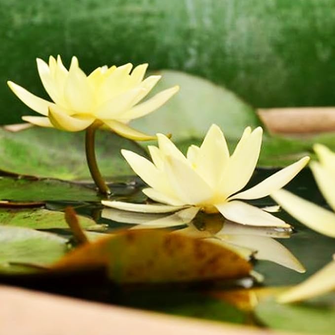 Live Aquatic Plant Yellow Nymphaea Joey Tomocik Hardy Water Lilies Tuber for Aquarium Freshwater Fish Pond by Greenpro