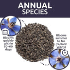 Borage Seeds – Extra Large Packet – Over 1,200 Open Pollinated Non-GMO Wildflower Seeds – Borago officianalis