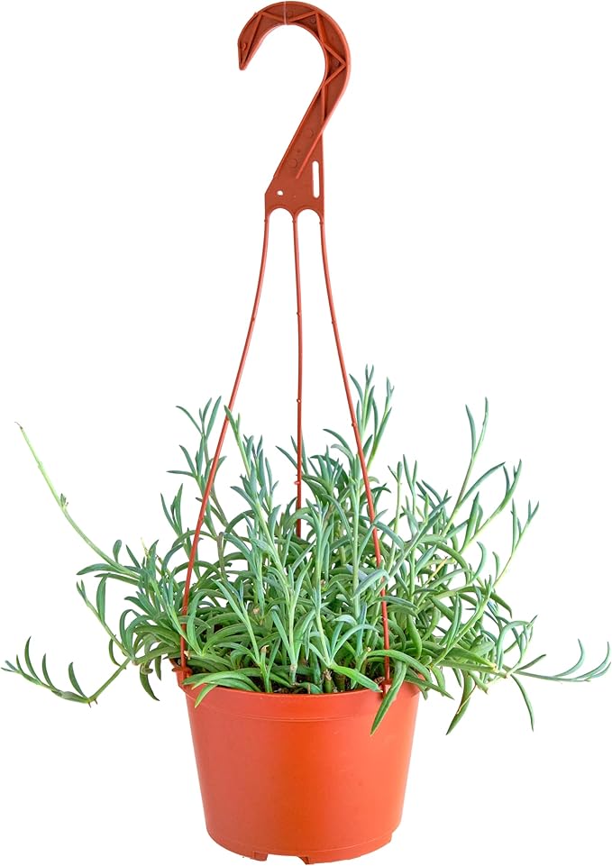 Shop Succulents String of Fishhooks Hanging Succulent, Senecio Radicans Glauca, Fully Rooted Live 6" Succulent Plant, Low Maintenance Indoor Plant, Hardy Succulents, Trailing Succulents, Gift & Garden