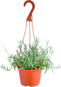 Shop Succulents String of Fishhooks Hanging Succulent, Senecio Radicans Glauca, Fully Rooted Live 6" Succulent Plant with Hanger, Low Maintenance Indoor Plant, Hardy Trailing Succulents, Gift & Garden