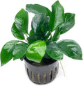 SubstrateSource Anubias Live Aquarium Plants - Potted Freshwater Plant for Fish Tanks, Terrariums - Beginner Friendly Low Light (Barteri Broad Leaf, 1 Pot)