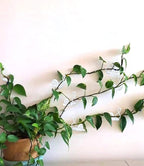 50PCS Plant Wall Clips: Vine Climbing Self-Adhesive Invisible Fixing Hook for Wall & Garden Decoration