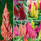 100pcs Mixed Celosia Seed for Planting - Celosia Cristata Plumosa Cockscomb Woolflower Non-GMO Heirloom Seeds to Plant Exotic Flower for Outdoors