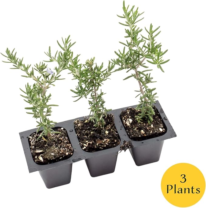 3 Creeping Rosemary in 2.5” Nursery Cubes (Rosmarinus officinalis ‘Prostratus’) | Evergreen Aromatic Groundcover Herb for Rock Gardens, Walls & Containers | Ready-to-Plant Live Starter Plants
