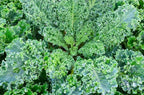 500 Vates Blue Scotch Curled Kale Seeds for Planting Heirloom Non GMO 2+ Grams Garden Vegetable Bulk Survival
