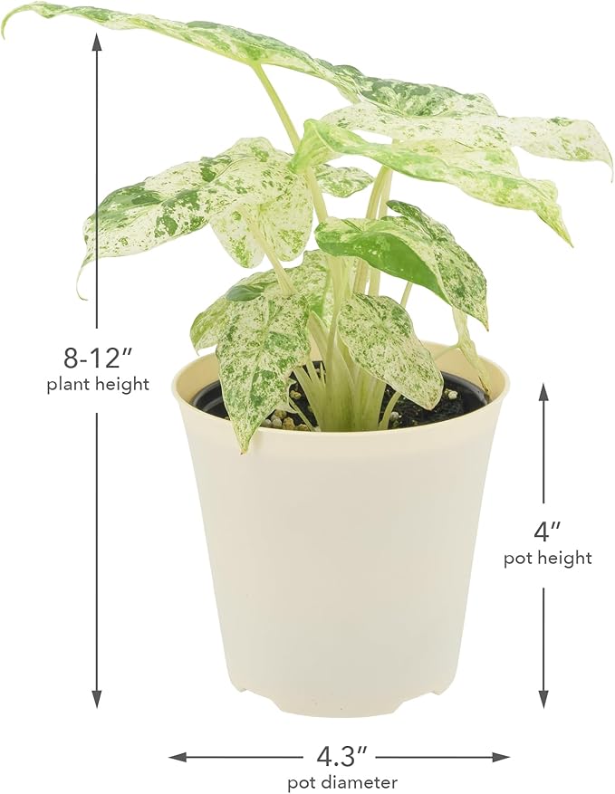 Arcadia Garden Products Live Odora Batik Alocasia Variegated Rare Indoor Houseplant in Plastic Pot, Tropical Plant Collector Gift for Home and Garden Decor, 4-inch, Beige