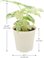 Arcadia Garden Products Live Odora Batik Alocasia Variegated Rare Indoor Houseplant in Plastic Pot, Tropical Plant Collector Gift for Home and Garden Decor, 4-inch, Beige
