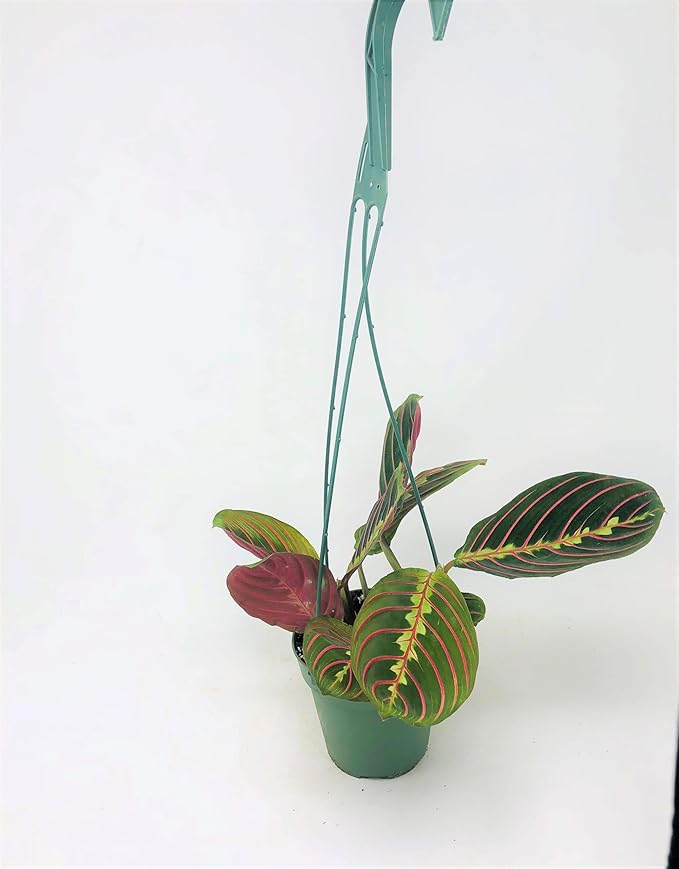 Red Prayer Plant - Maranta - Easy to Grow House Plant - 4" Hanging Pot -/from jmbamboo