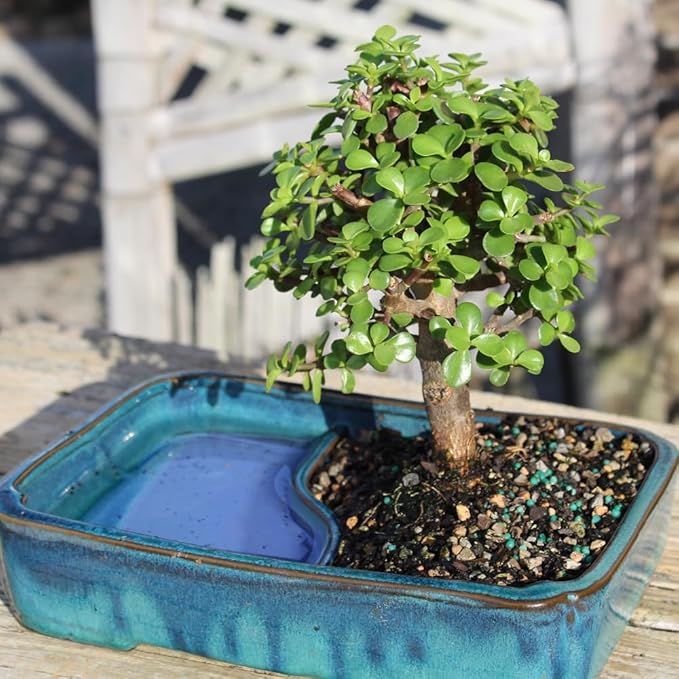 Brussel's Bonsai Live Dwarf Jade Bonsai Tree, Indoor - Medium, 4 Years Old, 8 to 12 Inches Tall - Jade Tree in Decorative Water Bonsai Pot