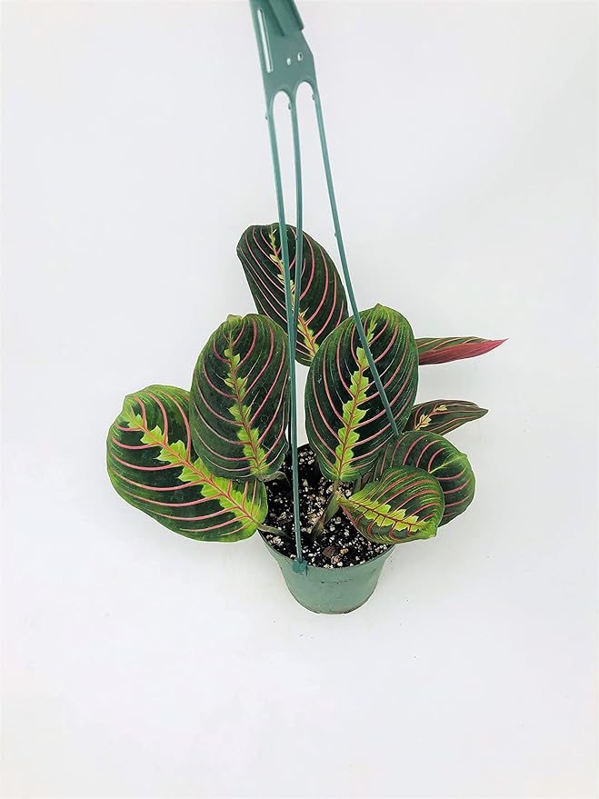 Red Prayer Plant - Maranta - Easy to Grow House Plant - 4" Hanging Pot -/from jmbamboo