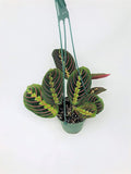 Red Prayer Plant - Maranta - Easy to Grow House Plant - 4" Hanging Pot -/from jmbamboo