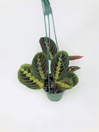 Red Prayer Plant - Maranta - Easy to Grow House Plant - 4" Hanging Pot -/from jmbamboo