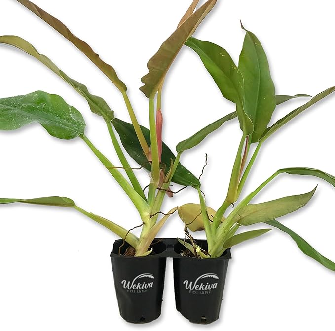 Philodendron Ring of Fire - 2 Live Starter Plants in 2 Inch Pots - Exotic and Rare Indoor Houseplant - A Kaleidoscope of Colors
