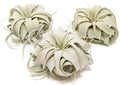 Air Plant Shop 3 Pack Mini Tillandsia Xerographica- Wholesale and Bulk - Succulents - Live Tillandsia - Easy Care Indoor and Outdoor House Plants