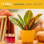 Costa Farms Croton Live Plants (4-Pack), Indoor and Outdoor Angel Croton Houseplants Potted in Nursery Pots, Grower’s Choice, Easy Care Tropical Plant for Home, Office, and Tabletop Decor