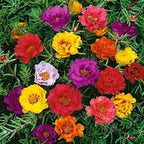 15000+ Portulaca Grandiflora Moss Rose Seeds Mixed Color Spreading for Planting Mexican Sun Rose Rock ROS Heat & Drought Tolerant Ground Cover Plant
