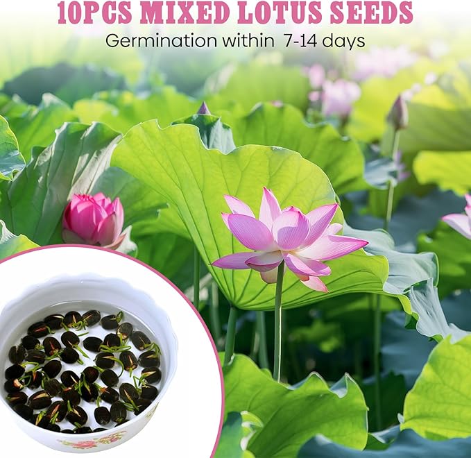 Groundio 10Pcs Lotus Flower Seeds, Non-GMO, Pre-Cut High Germination Bowl Lotus Seed, Premium Aquatic Plants for Ponds & Bonsai (Pink/Red/Green)