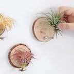 Magnetic Air Plant Holder, Natural Wood Slices Refrigerator Magnet Live Air Plant Holders, Modern Farmhouse Wall Decor for Living Room Bedroom Kitchen Office Home Garden (3 Pack)