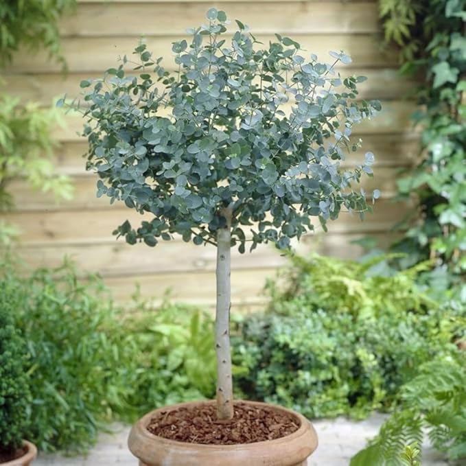 Fragrant Starter Eucalyptus Tree Plant Live, 5-8 Inches Tall, Dormant, Fragrant Leaf for Home Decor, Ready for Transplant (Silver Dollar)
