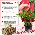 6 Awapuhi Shampoo Ginger Roots, Fresh Ginger Rhizomes to Grow, Zingiber Zerumbet Pinecone Ginger Lily Flowers