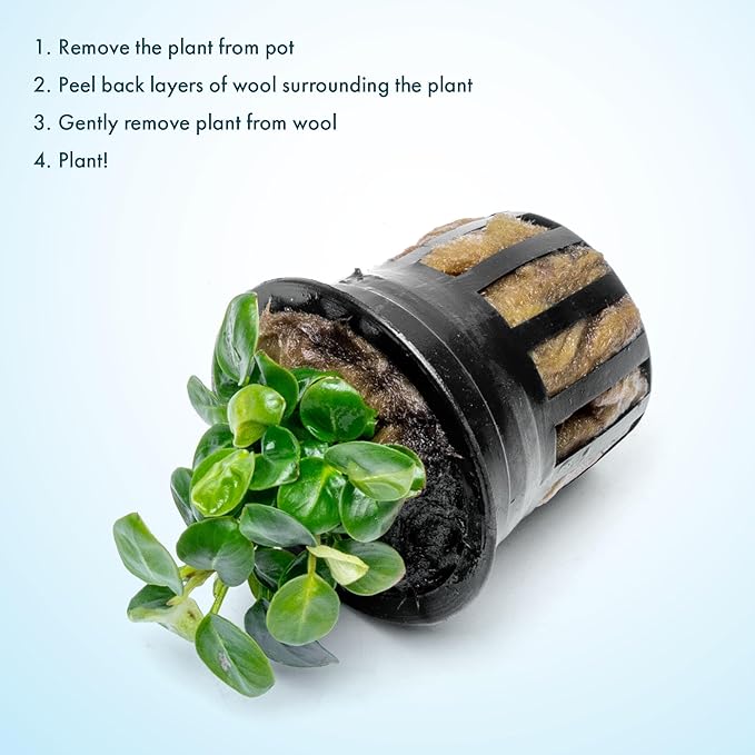 SubstrateSource Anubias Live Aquarium Plants - Potted Freshwater Plant for Fish Tanks, Terrariums - Beginner Friendly Low Light (Stardust Mini, 1 Pot)