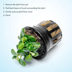 SubstrateSource Anubias Live Aquarium Plants - Potted Freshwater Plant for Fish Tanks, Terrariums - Beginner Friendly Low Light (Stardust Mini, 1 Pot)