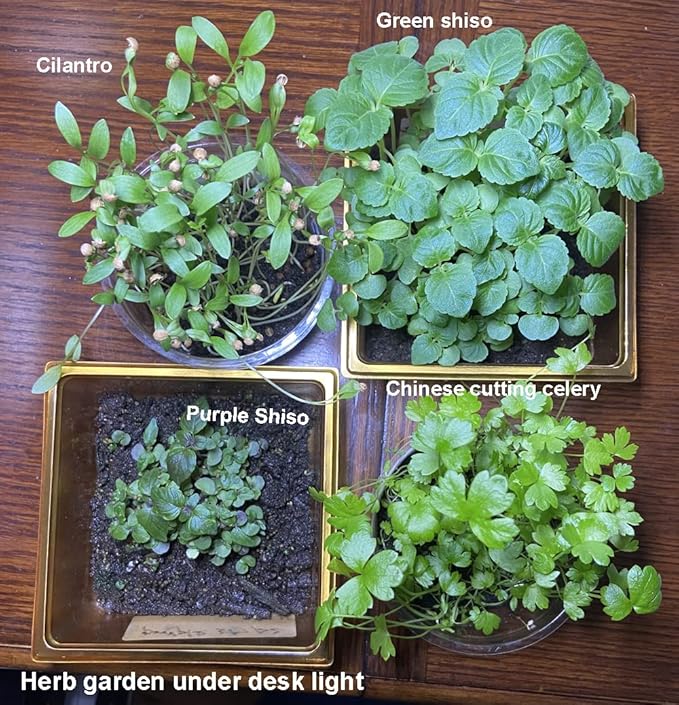 Bundle Green Korean Shiso/Egoma/Sesami Herb Seeds + Korean Radish Seeds for Planting