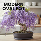 CZ Grain 14 Inch Oval Bonsai Pots and Drip Tray - Heavy Duty Display (3 Pots) - Ideal for Indoor or Outdoor Bonsai - Large Display Planters - Plants, Bonsai, Herbs