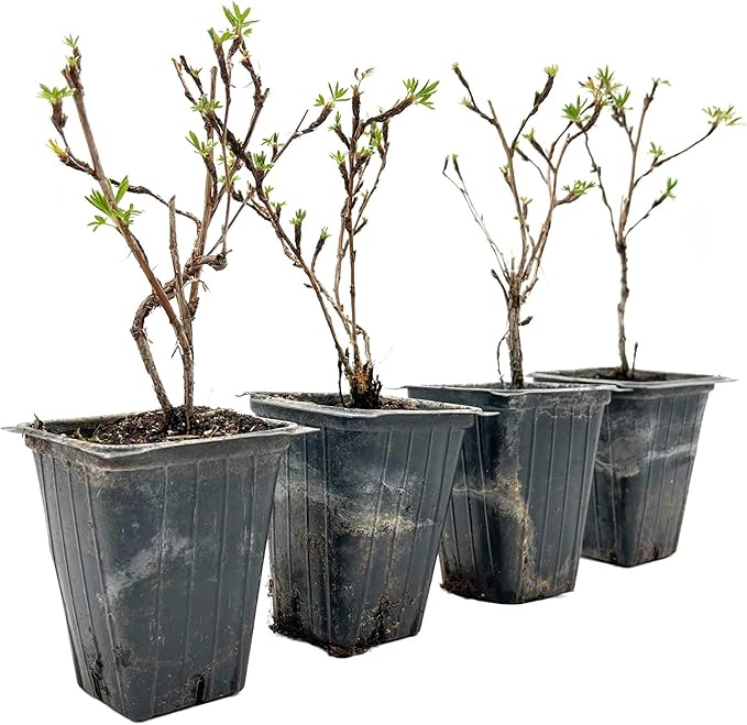 4 Goldfinger Potentilla – Compact Flowering Shrub with Golden Blooms for Borders, Accents & Containers (Potentilla fruticosa ‘Goldfinger’) in 3.5” Cubes, Live Plants