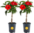 Costa Farms Premium Flowering Braided Hibiscus Grower Pot Live Outdoor Plant, 2-Pack 20-Inches Tall, Grower's Choice Flowers