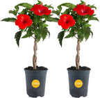Costa Farms Premium Flowering Braided Hibiscus Grower Pot Live Outdoor Plant, 2-Pack 20-Inches Tall, Grower's Choice Flowers