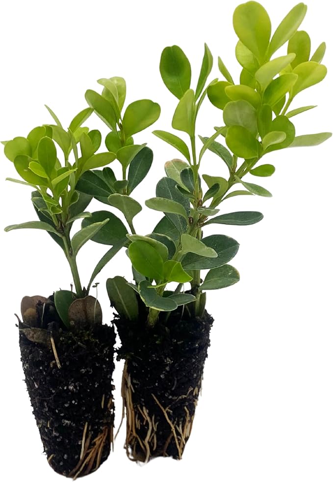 ragnaroc Japanese Boxwood 2-4" (Buxus microphylla VAR. Japonica) 1ct - Live Plant for Indoor Outdoor Use, Garden & Landscaping - Live Arrival Guaranteed