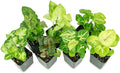 Syngonium (Grower's Choice)