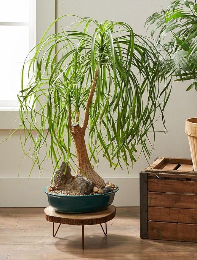 Seeds Nolina Ponytail Palm/Elephant Foot Tree/Indoor/Perennial Tree