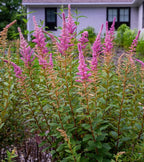 Steeplebush 2 Live Shrub (Spiraea tomentosa) – Native Pollinator Shrub with Pink Flowers – 1 Gallon Pot, 2–3 ft Plant