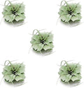 ragnaroc Air Plants - Tillandsia Xerographica, Regular 3-5” - 5ct - Live Arrival Gauranteed - House Plants for Home Decor & Gift