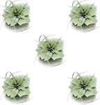 ragnaroc Air Plants - Tillandsia Xerographica, Regular 3-5” - 5ct - Live Arrival Gauranteed - House Plants for Home Decor & Gift