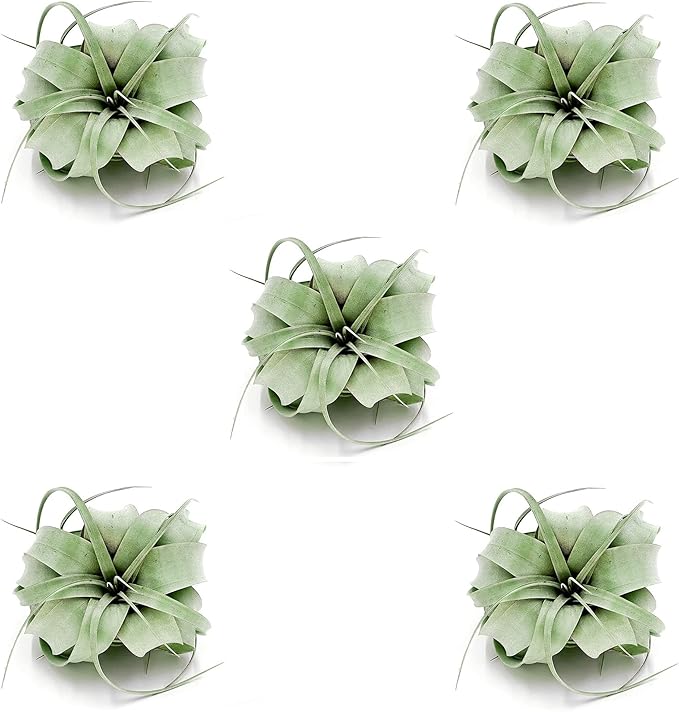 ragnaroc Air Plants - Tillandsia Xerographica, Regular 3-5” - 5ct - Live Arrival Gauranteed - House Plants for Home Decor & Gift