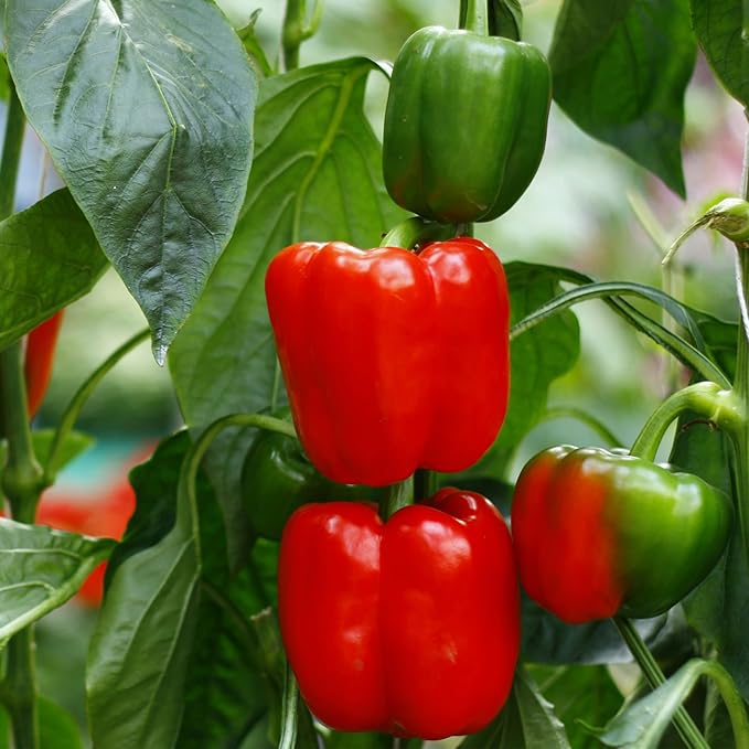 Bonnie Plants Red Bell Pepper, Live Plant, 1 Gal., 2-Pack