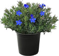 Live Flowering Blue Lithodora - Beautiful Creeping/Trailing Perennial - Healthy Spring Plant - 8" Tall by 6" Wide in 2.5 Qt Pot