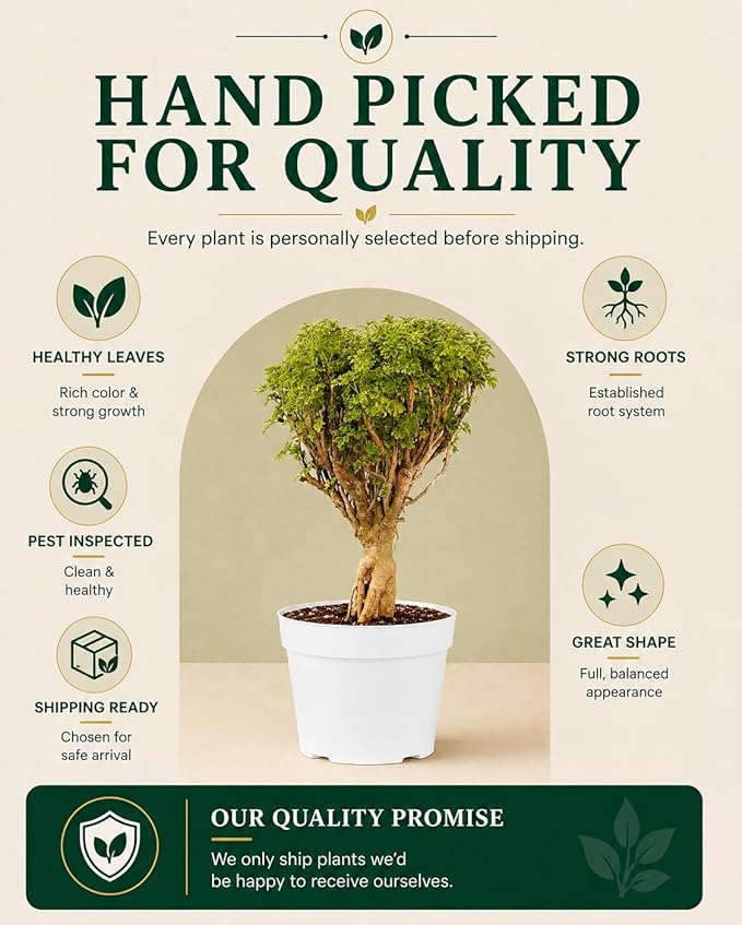 Ming Aralia Gold Bonsai Tree Live Plant - Plants Live Houseplants - Ming Aralia Stump Plant Gift, Elegant Bonsai for Indoor Spaces, Live Bonsai Plant Decor