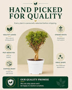 Ming Aralia Gold Bonsai Tree Live Plant - Plants Live Houseplants - Ming Aralia Stump Plant Gift, Elegant Bonsai for Indoor Spaces, Live Bonsai Plant Decor
